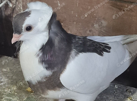 Young pair of felegazas
