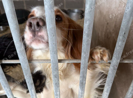 Cocker spaniel bitch