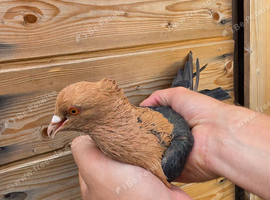 Archangel cock