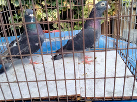 Pigeones for sale
