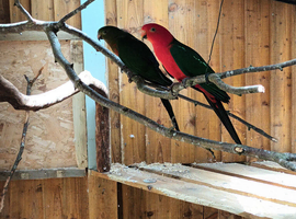 Proven pair king parrots