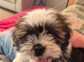 puppy needs a home