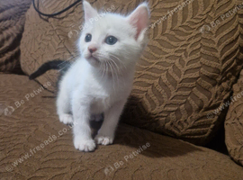 Beautiful kittens READY NOW