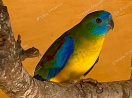 Chestnut‑shouldered Parrot
