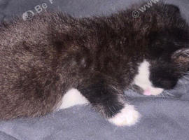 2 kittens