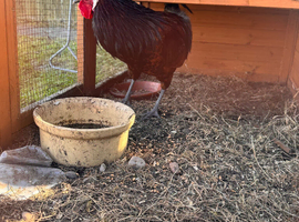 Rare old English pheasant fowl