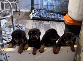 2 Rottweiler pups