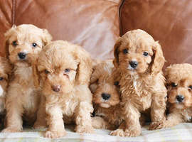 Beautiful F1b Health Tested Miniature Cavapoo Puppies