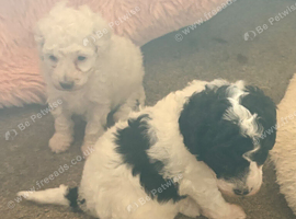 3puppy toy poodles for sale