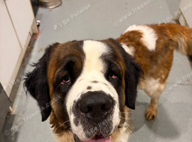 Saint bernards