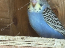 Young Budgies's