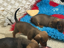 Quality KC Registered Miniature Dachshund puppies
