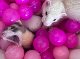 Kiki & Kai - Two Male Ferret looking for a loving home.