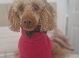 Looking for a miniature poodle