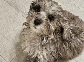 Boy shihzu cross toy poodle