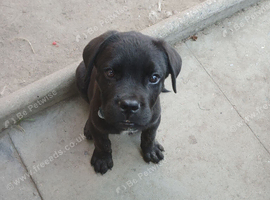 10 week old Cane corso cross belgium malinois