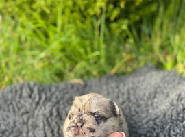 French bulldog puppies