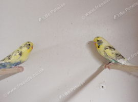 2 pairs of budgies for sale