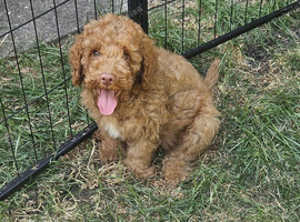 Cockapoo puppies