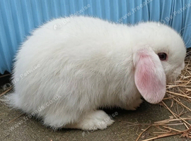 Mini lop boy white with boy eyes 8 weeks