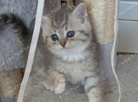 BRITISH SHORTHAIR / CHINCHILLA PERSIAN KITTENS