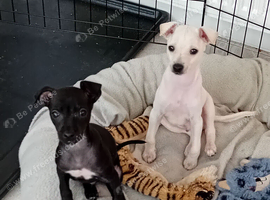 Italian Greyhound Puppies