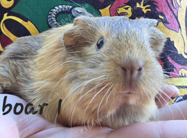 Male guinea pigs