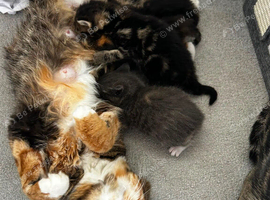 3 female Kittens