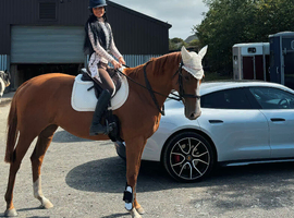 Weekend rider wanted hacking only