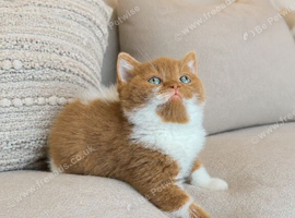 British shorthair kittens ready now