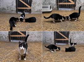 Four month old kittens