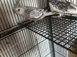 Beautiful cockatiels
