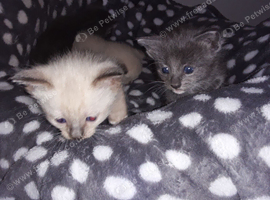Beautiful home-raised kittens &mdash; serious loving homes only