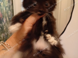 Black and white fluffy girl