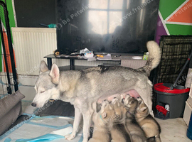 Siberian Husky Puppies