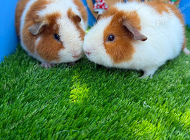 Pair of Teddy Guinea Pig Boys