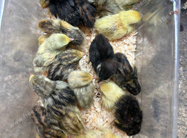 Chinese painted button quail
