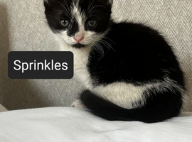6 month old kittens needs a loving homd