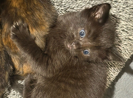 Kitten black tiger girl with blue eyes