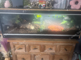 1 year old red foot tortoise