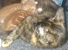 Beautiful kittens
