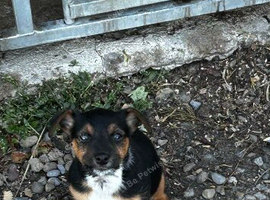 Jack Russell cross