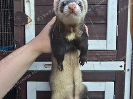Polecat jill