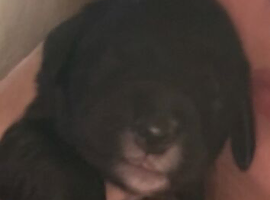 Rare black f1b Goldendoodles