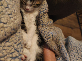 kitten
