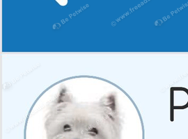 Westhighland pup wanted