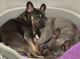 French bulldog Boy