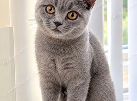 Beautiful Male Grey 8 Month Old Kitten