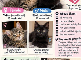 Sibling kittens