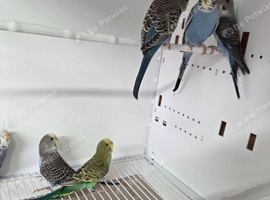 Young mutation budgies available